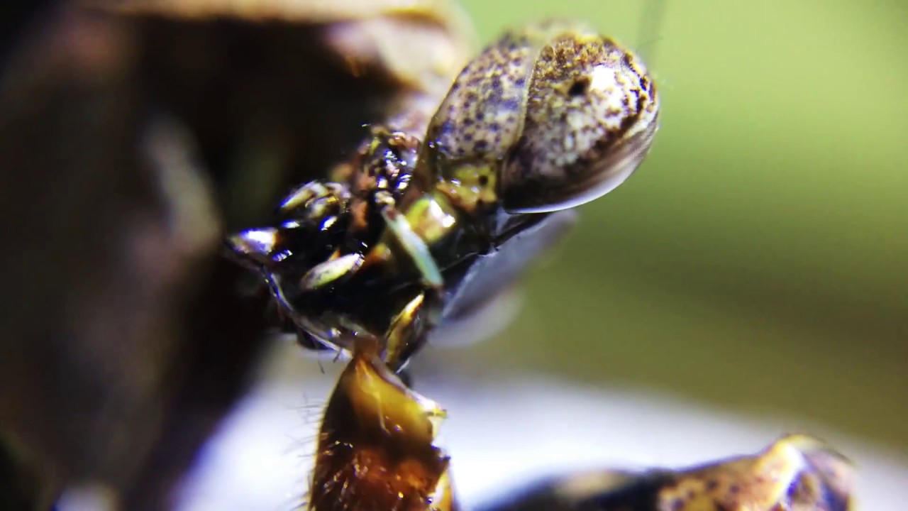 Mantis macro footage (Antemna rapax) and striking male bullet ant
