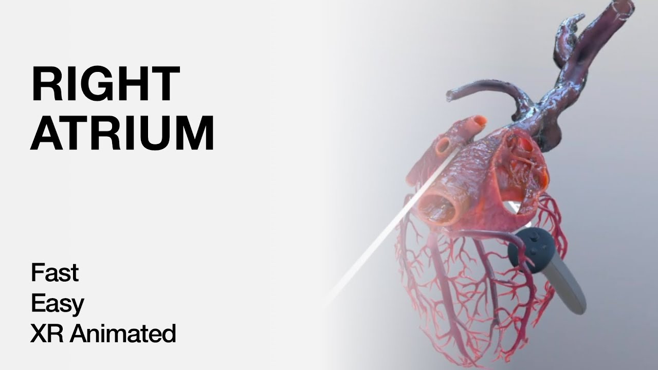 Right Atrium Anatomy - Explained in Mixed Reality