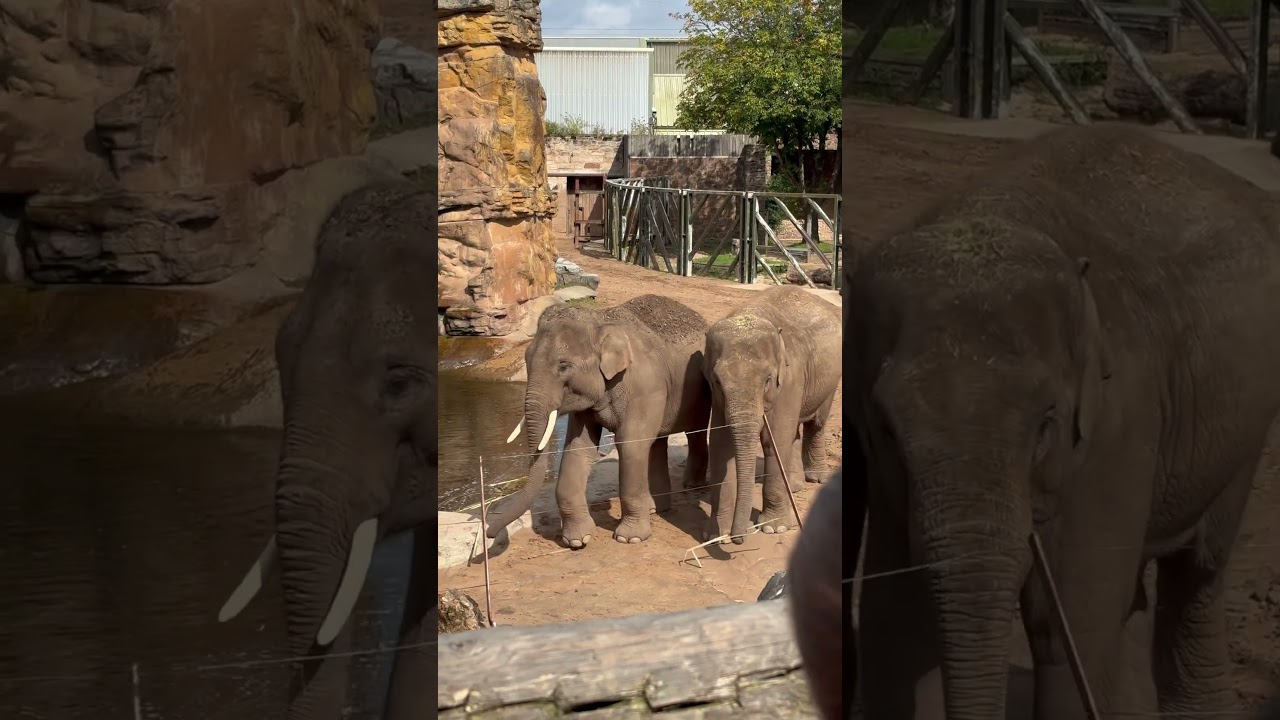 Chester Zoo 🐘🖤 Elephants