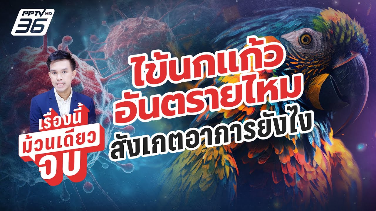 “โรคไข้นกแก้ว” อันตรายไหม? แนะสังเกตอาการ พร้อมวิธีป้องกันโรค | เรื่องนี้ม้วนเดียวจบ