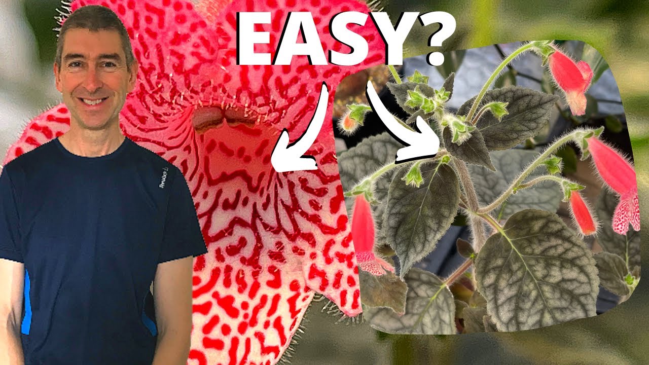 AN EASY FLOWERING HOUSEPLANT - that your neighbour doesn't have!