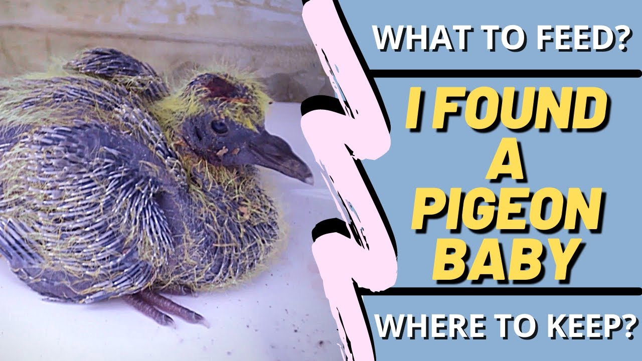 RESCUING A PIGEON BABY|PIGEON/DOVE BABY FOOD|CARING FOR A PIGEON/DOVE BABY