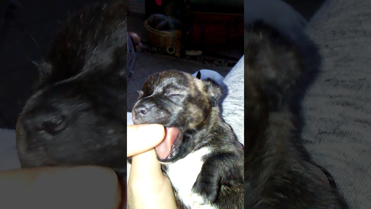 Bb ChiChi(1)