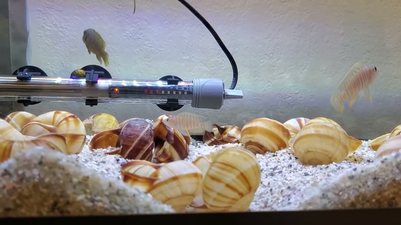 How to determine if you have baby Shell Dweller Cichlids! *We have fry!*