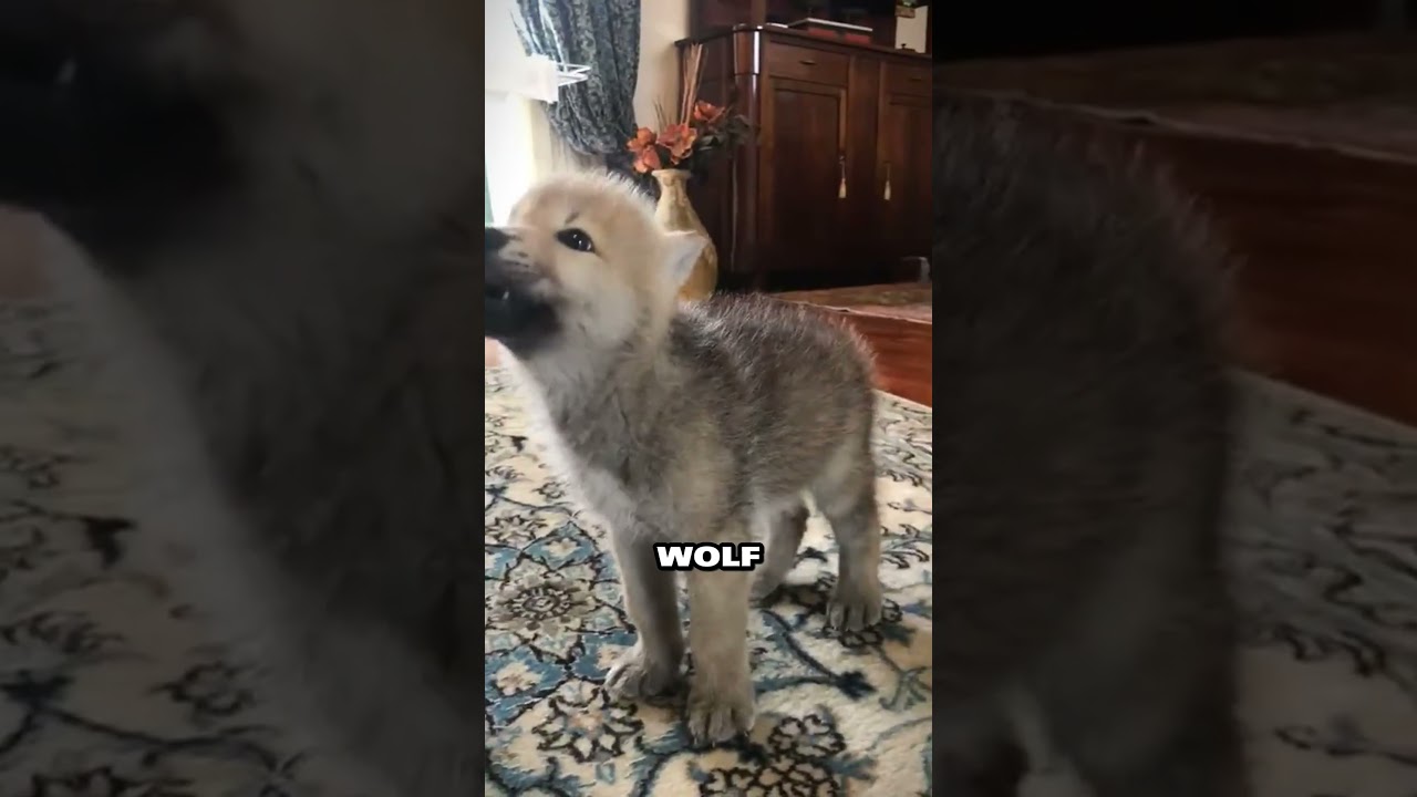 Rescued wolf cub finds unconditional love and a new family💕