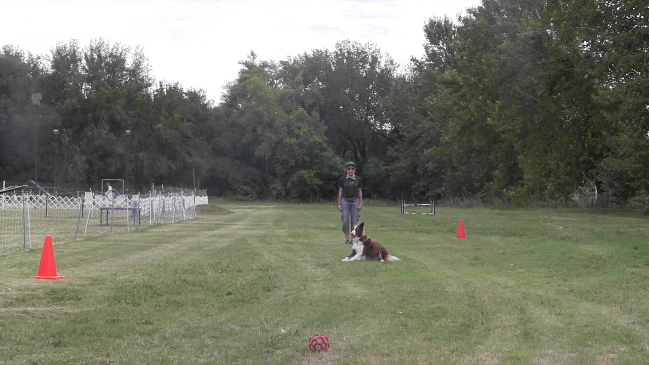 Obedience Game Fun