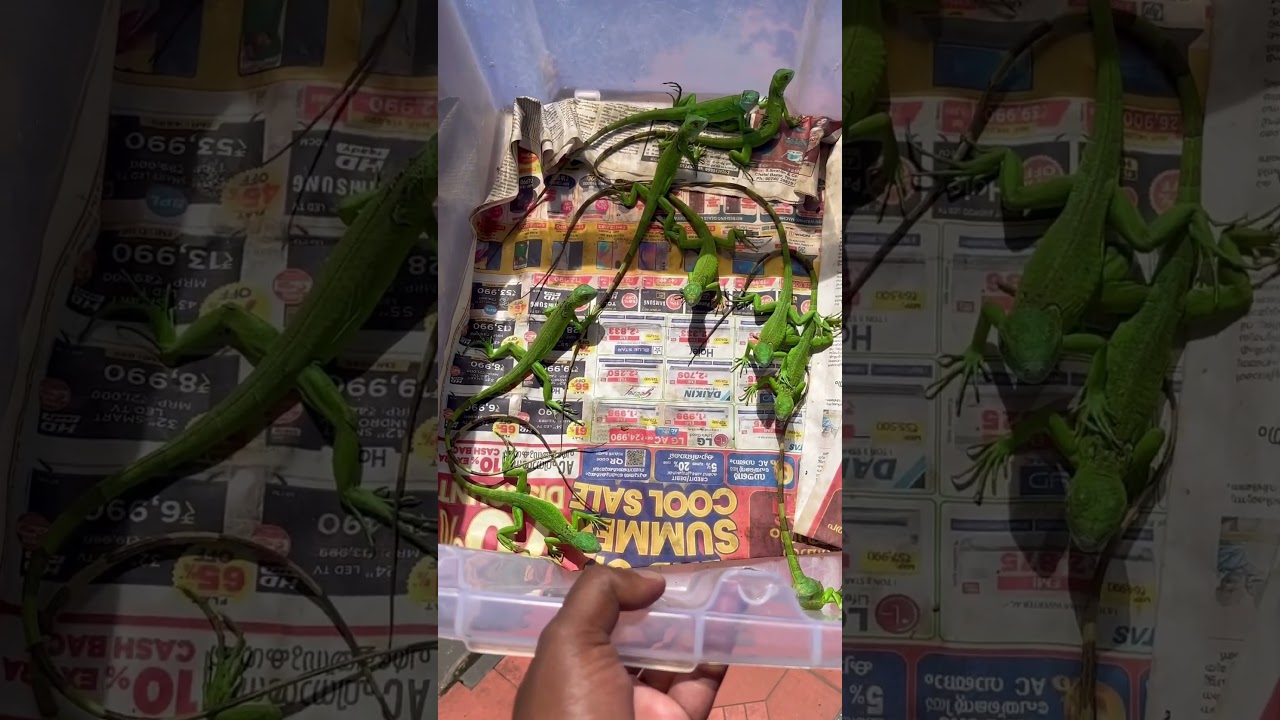 Green Iguana Baby Available.     Ph: 7012531808