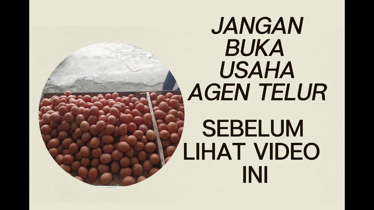 MAU BUKA USAHA AGEN TELUR AYAM ? WAJIB LIHAT VIDEO INI. #viral #telur #usaha #education