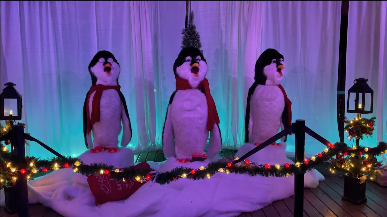 🎄🐧🐧Singing Penguins at Cheyenne Mountain Zoo|Christmas Lightings|- #singingpenguins #christmas