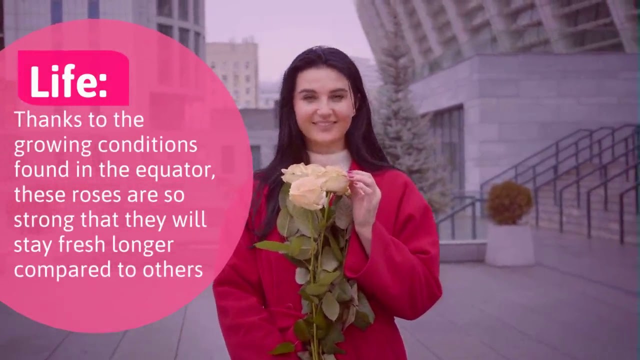 Why are the Ecuadorian roses the best in the world?