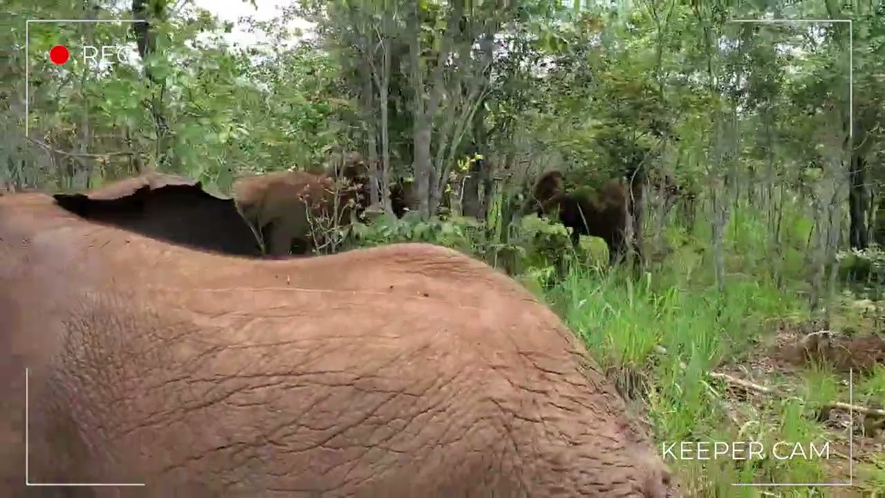Orphan Herd meet Rhino's
