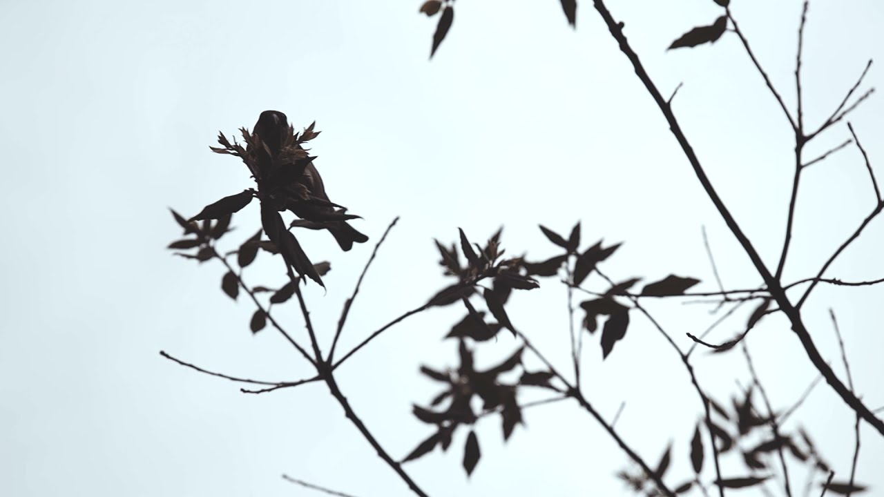 A L O N E