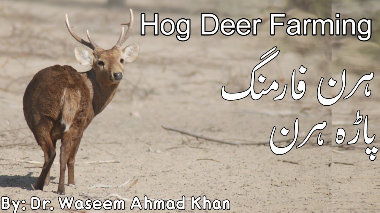 Hog Deer Farming in Pakistan | Hiran Farming in Pakistan | Pada Hiran | Hog Deer In Pakistan