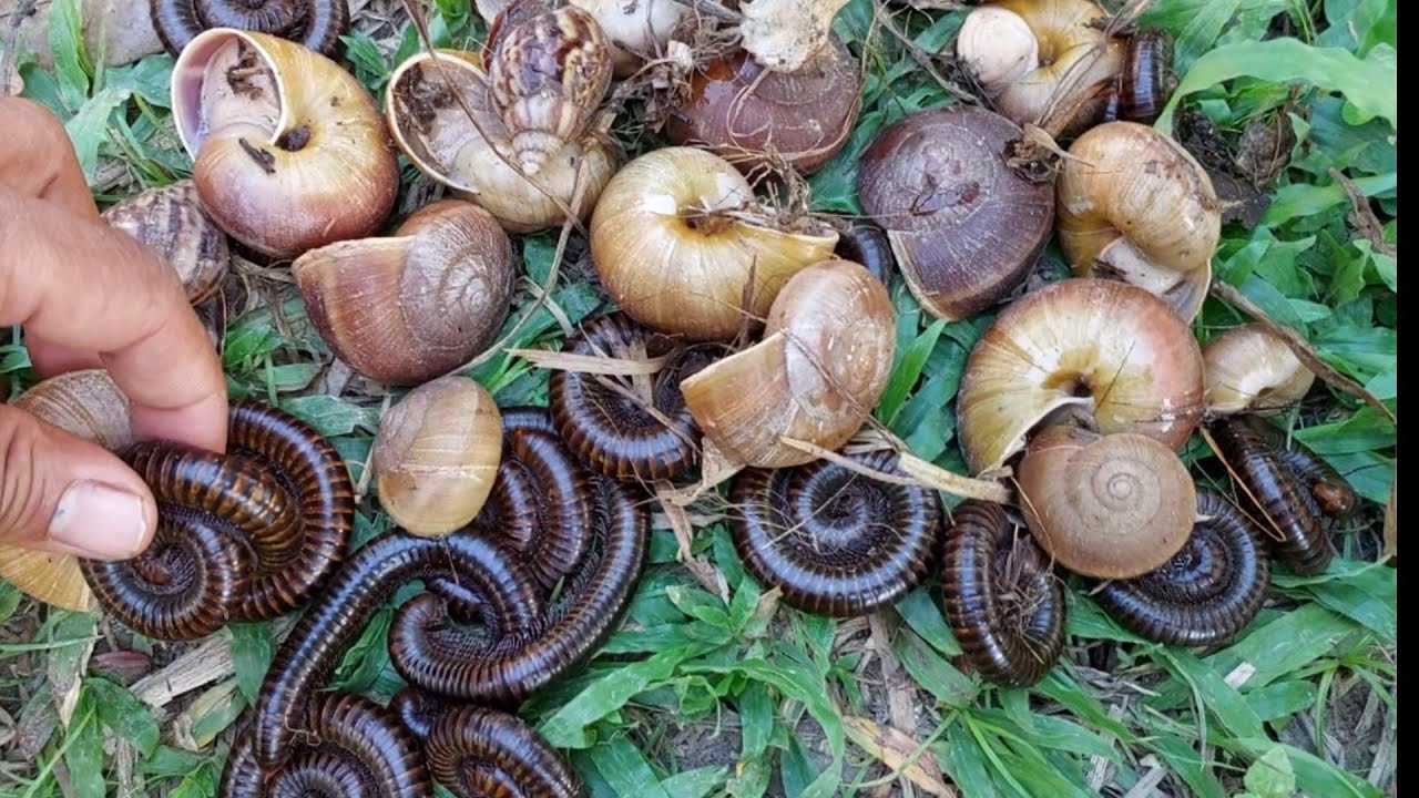 In the evening I walk through the leaves to catch snails and millipedes#millipedes#snails#insects#
