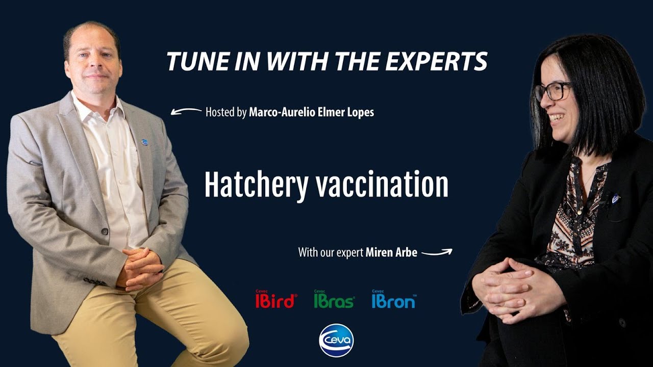 IB Hatchery Vaccination with Miren Arbe