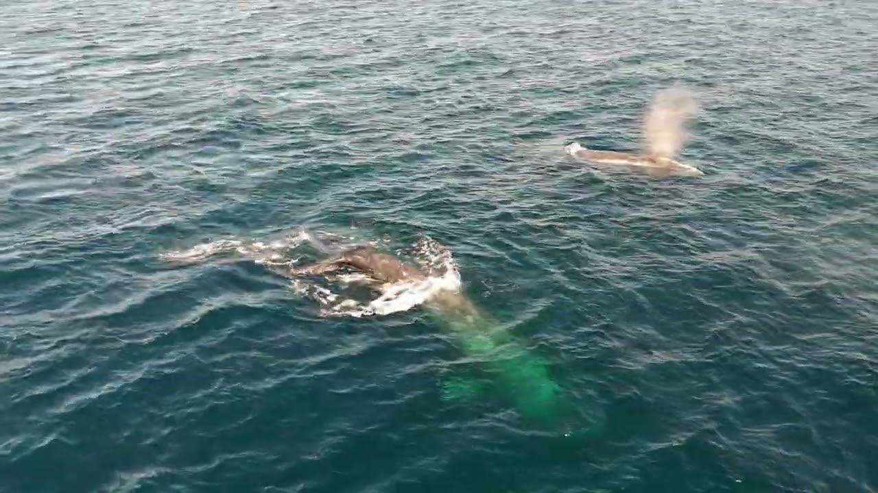 I guess let’s find some whales 😎🔜 