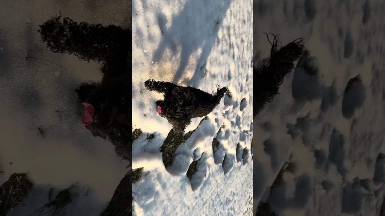The Snow Is Melting… Barbie Approves 🐾