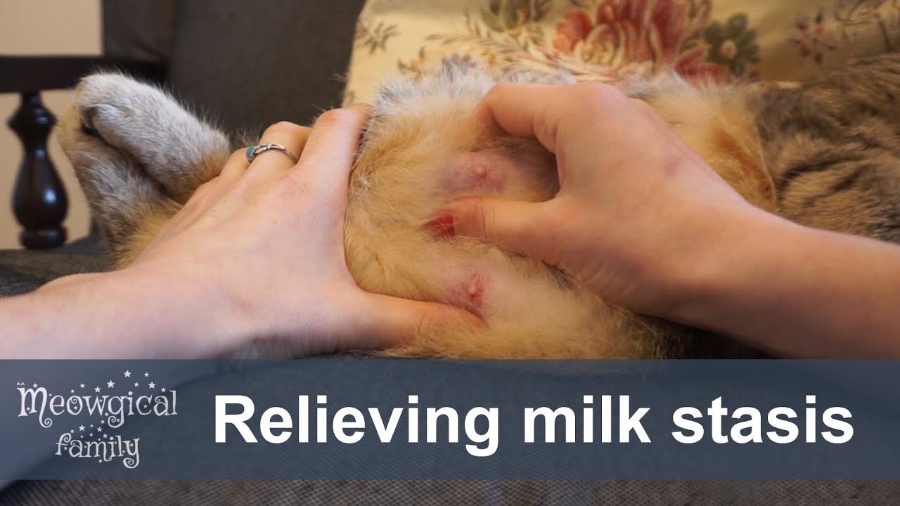 🤔 Milk stasis and mastitis - what to do?