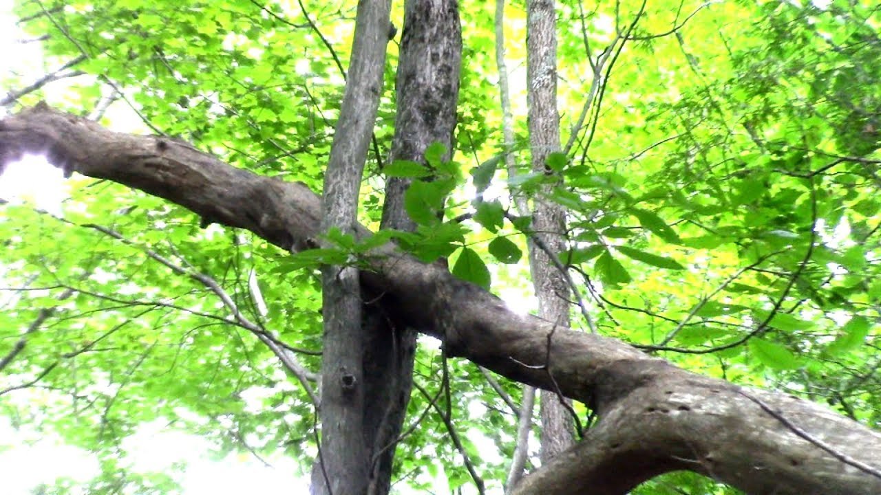 Squatches Sure do Love them some Crotches (of Trees and Branches)