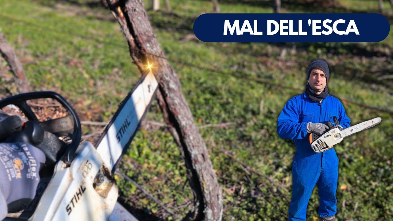 proviamo con la DENDROCHIRURGIA! 🪚 Sarà utile contro il MAL DELL'ESCA?
