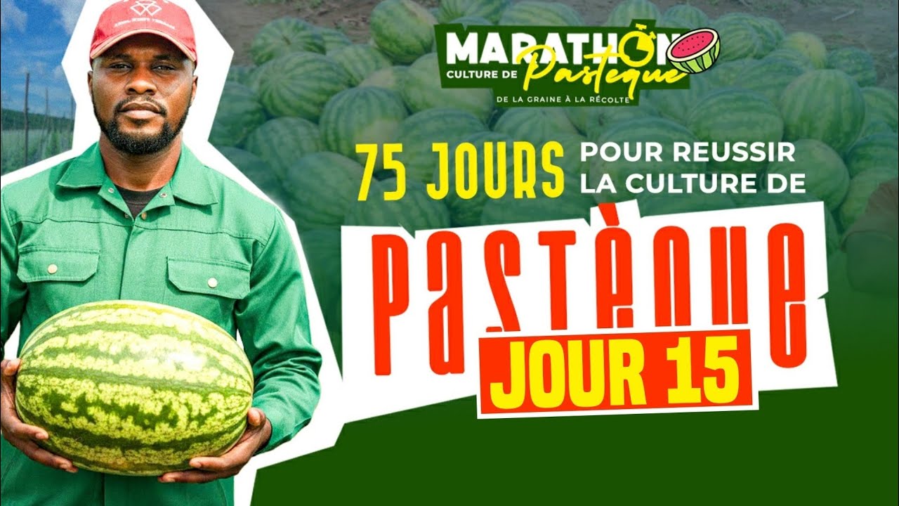 [JOUR 15] MARATHON CULTURE DE PASTÈQUE 🍉 : L'APPARITION DES PREMIERES FEUILLES APRÈS LEVÉE 