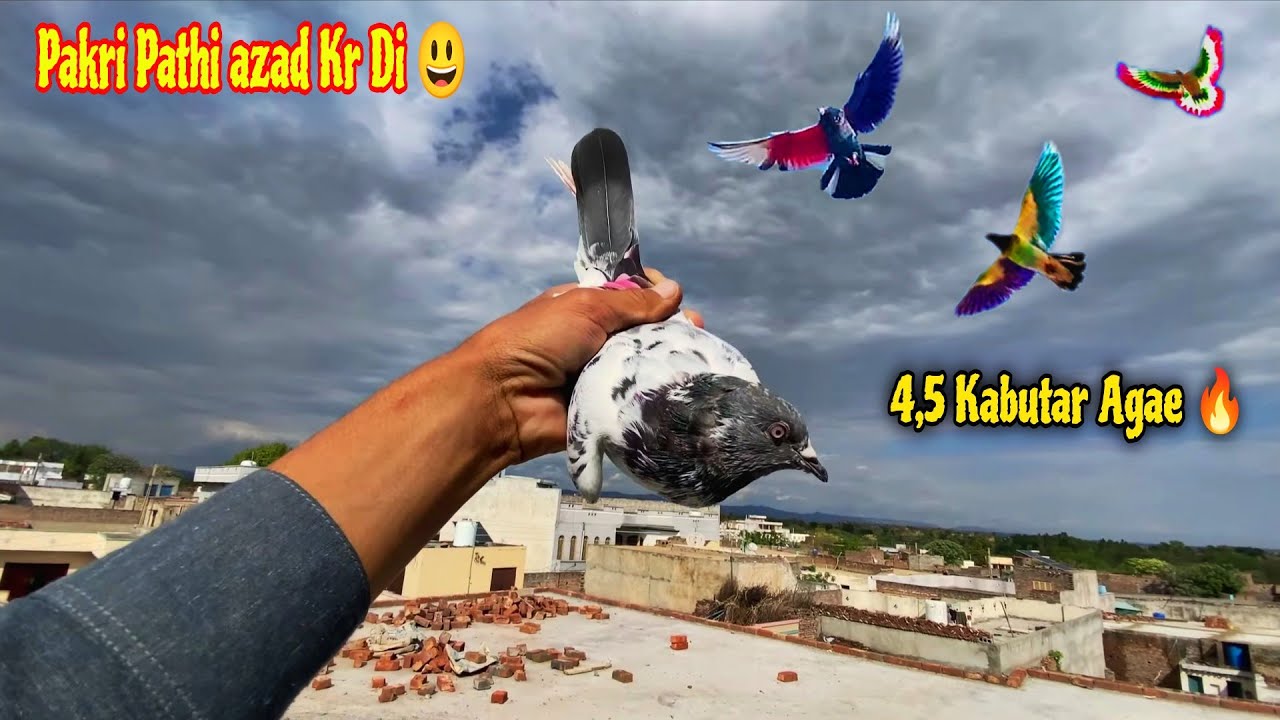 4-5 Кабутар Авара Агае🔥 Пакрии Пати Азад Кар Ди 😅