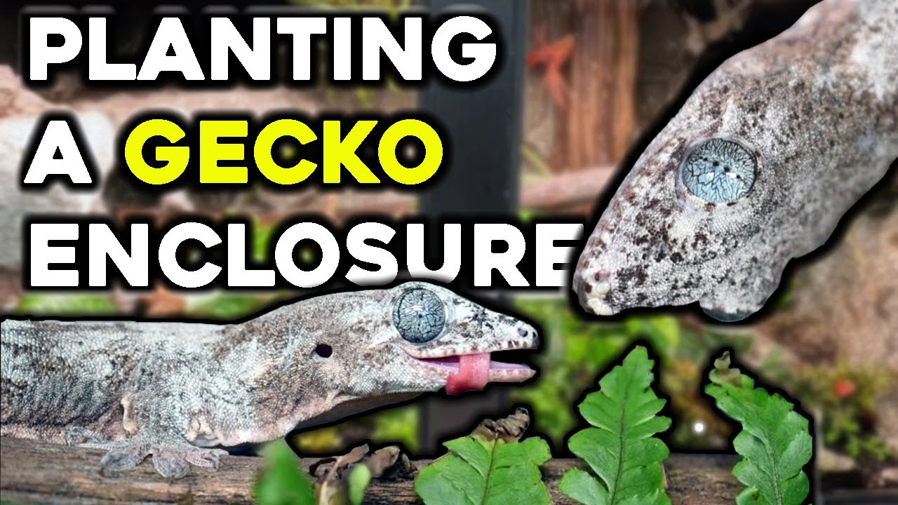 Planting the Halmahera Geckos' Enclosure!
