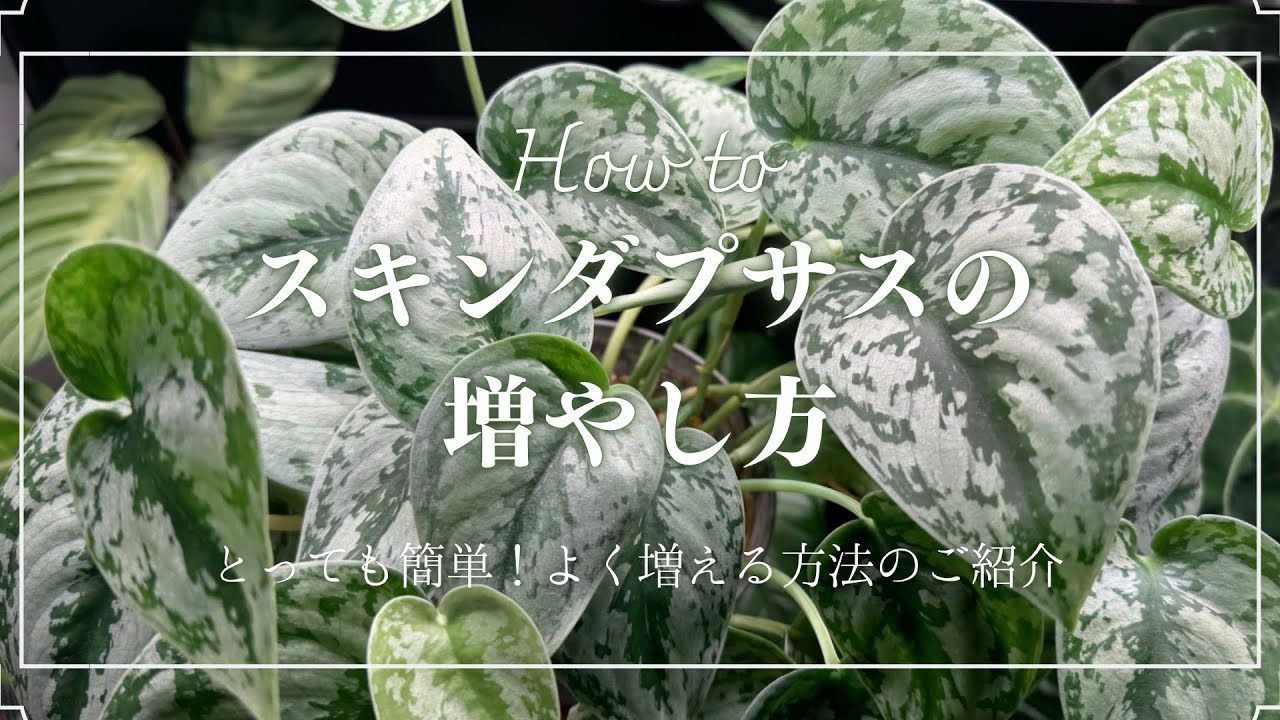 【スキンダプサスの増やし方】絶対に教えたい、簡単に増やすスキンダプサス/挿し木に使っている用土のご紹介/全密閉で増やす方法