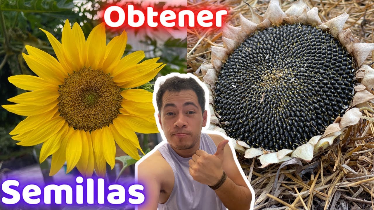 Como y Cuando Obtener Semillas De GIRASOL || Huerto Citadino