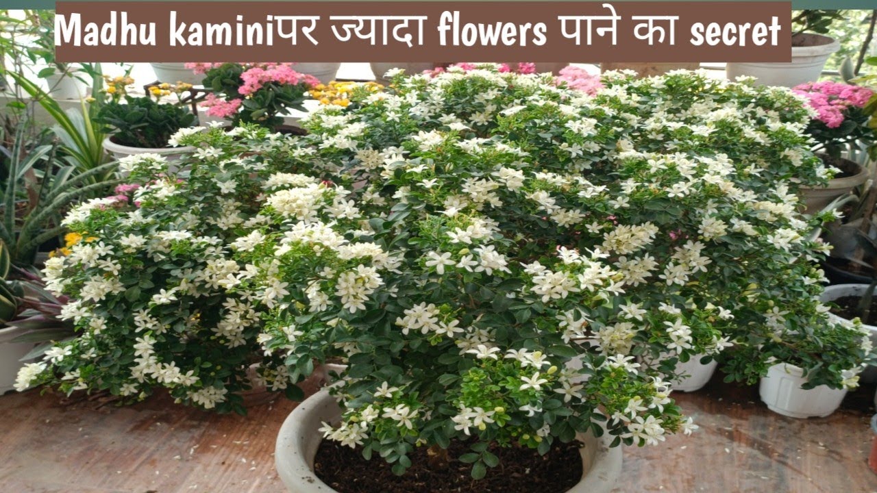 How To Care for Madhu kamini plant ☘️