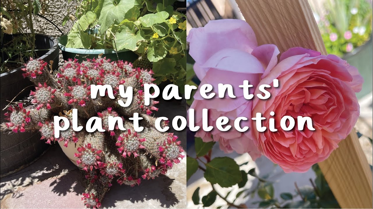 My Parent's Houseplant + Cactus Collection! | Houseplant Tour