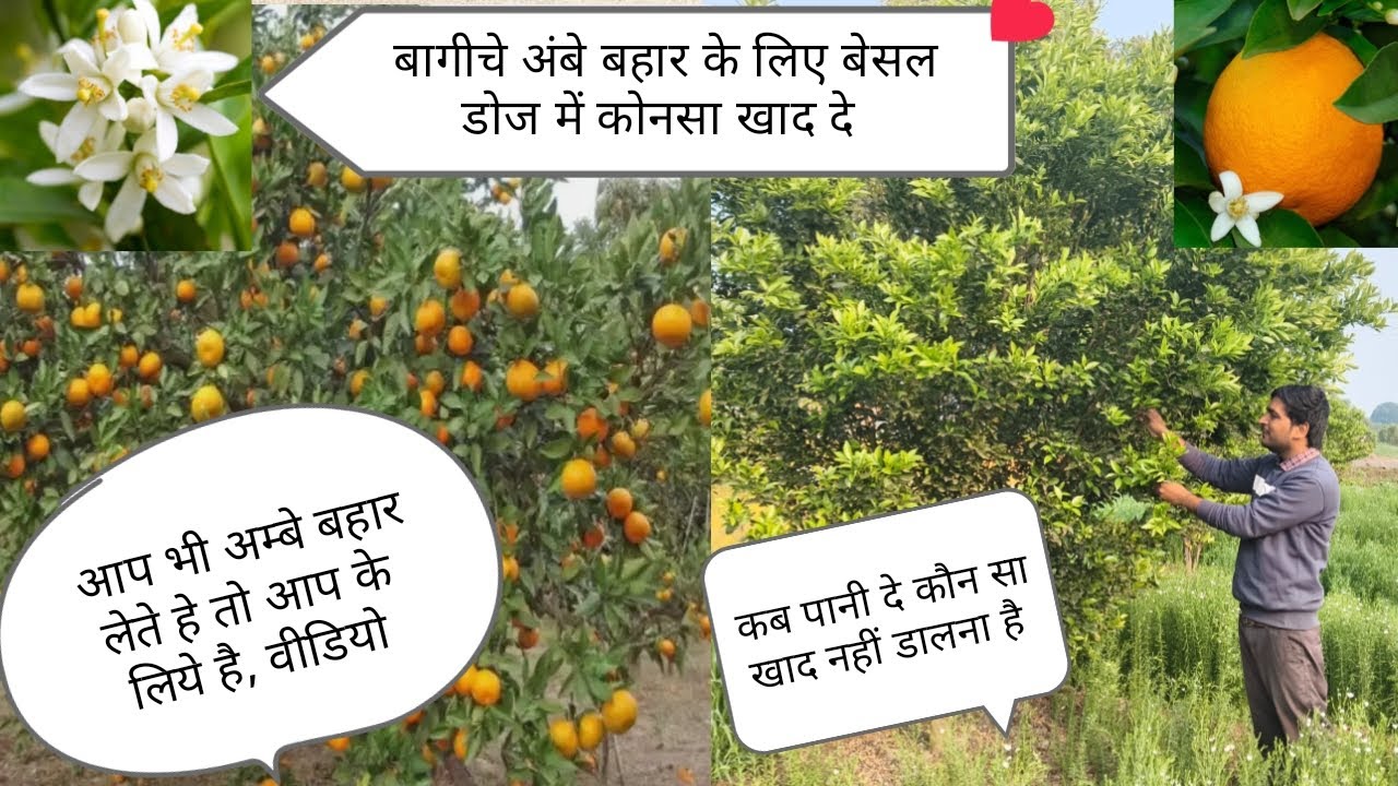 संतरे के बागीचे में अंबे बहार के लिये बेसल डोज में क्या डाले कौन सा खाद नहीं देना , कब पानी पिलाये