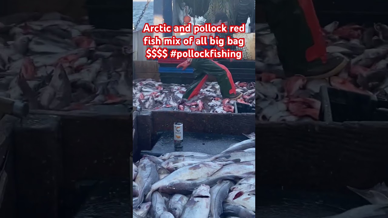 We cut a big bag of🎣fish!  We about to a big bag of money 