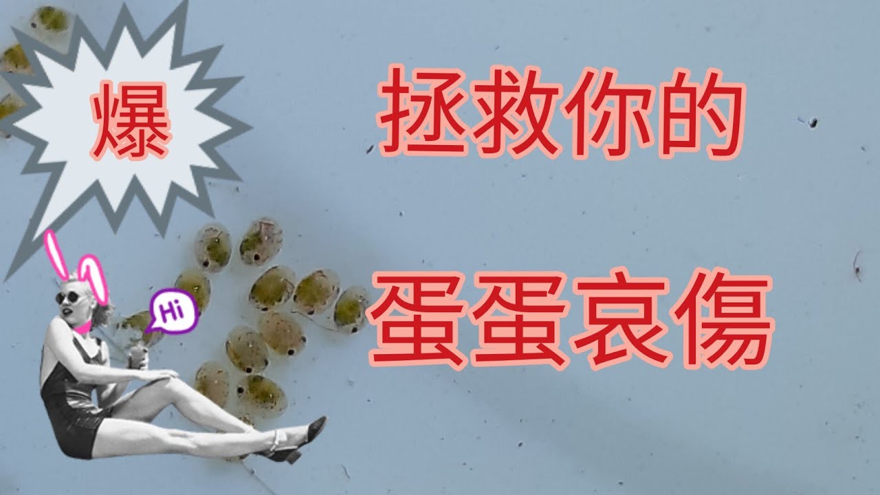 救你的蛋蛋 如何當一個蝦子的保母 孵蛋我們可以代替蝦子