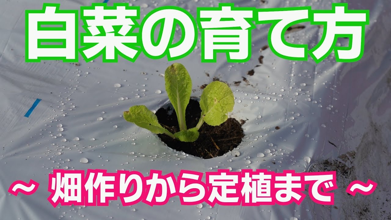 白菜の育て方～家庭菜園向けの白菜の畑作りから定植まで～19/9/13#778