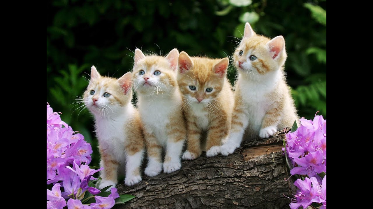 What Cats Need- With Dr. Amaya Espindola