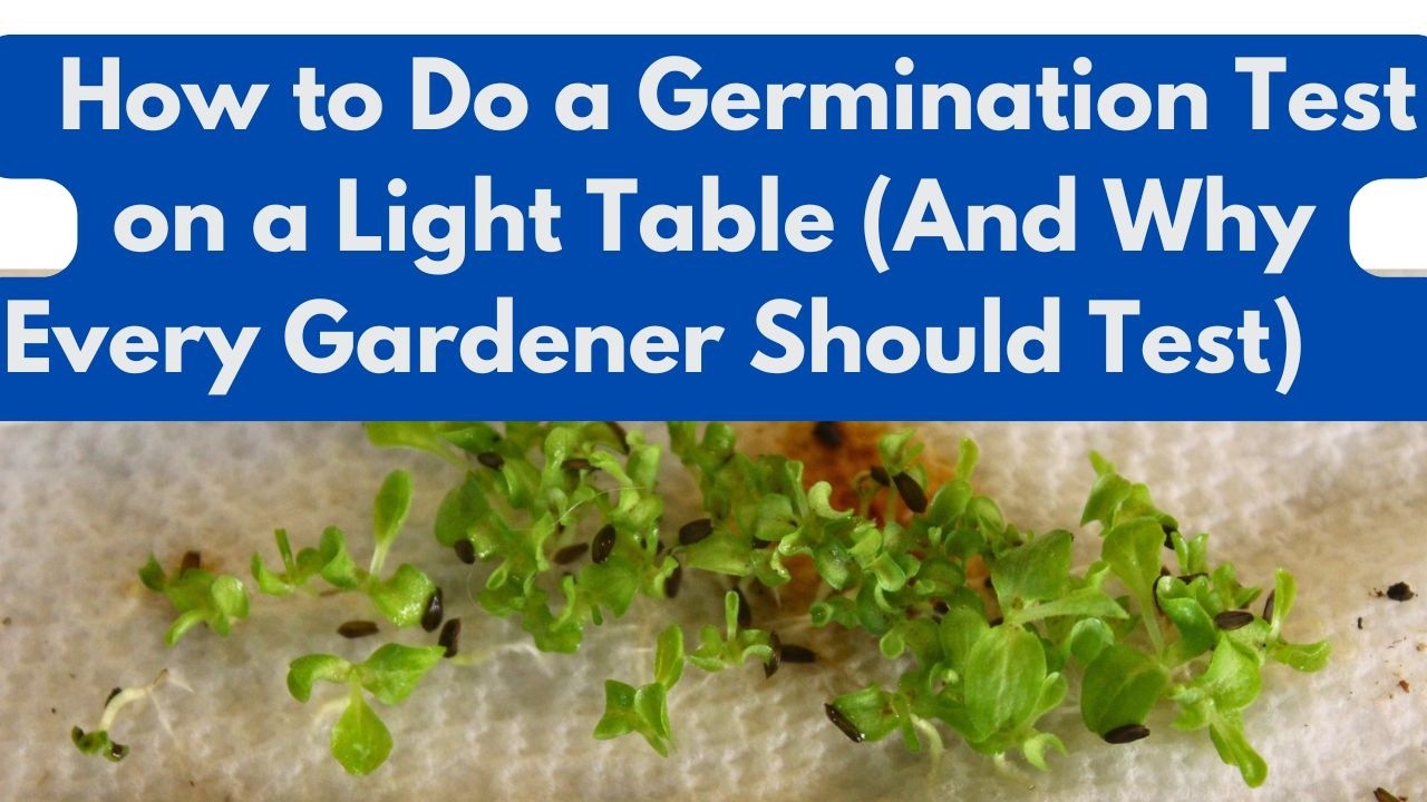 How to Do a Germination Test on a Light Table (And Why Every Gardener Should Do This First)
