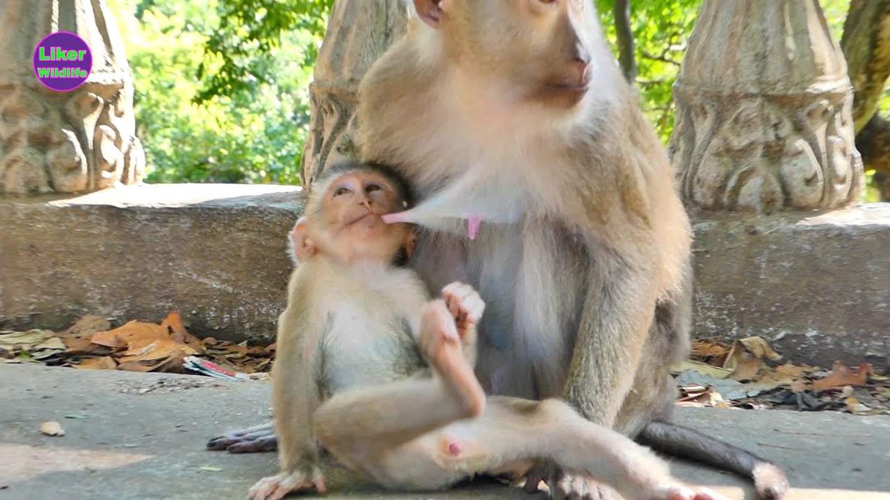 Little Monkey Branly getting milk from Mama Brandy