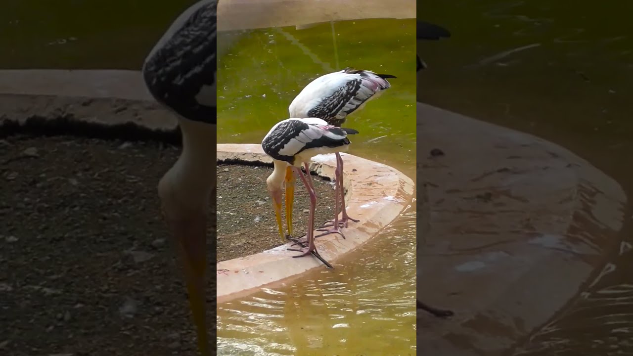 Water Birds #birds #waterbirds