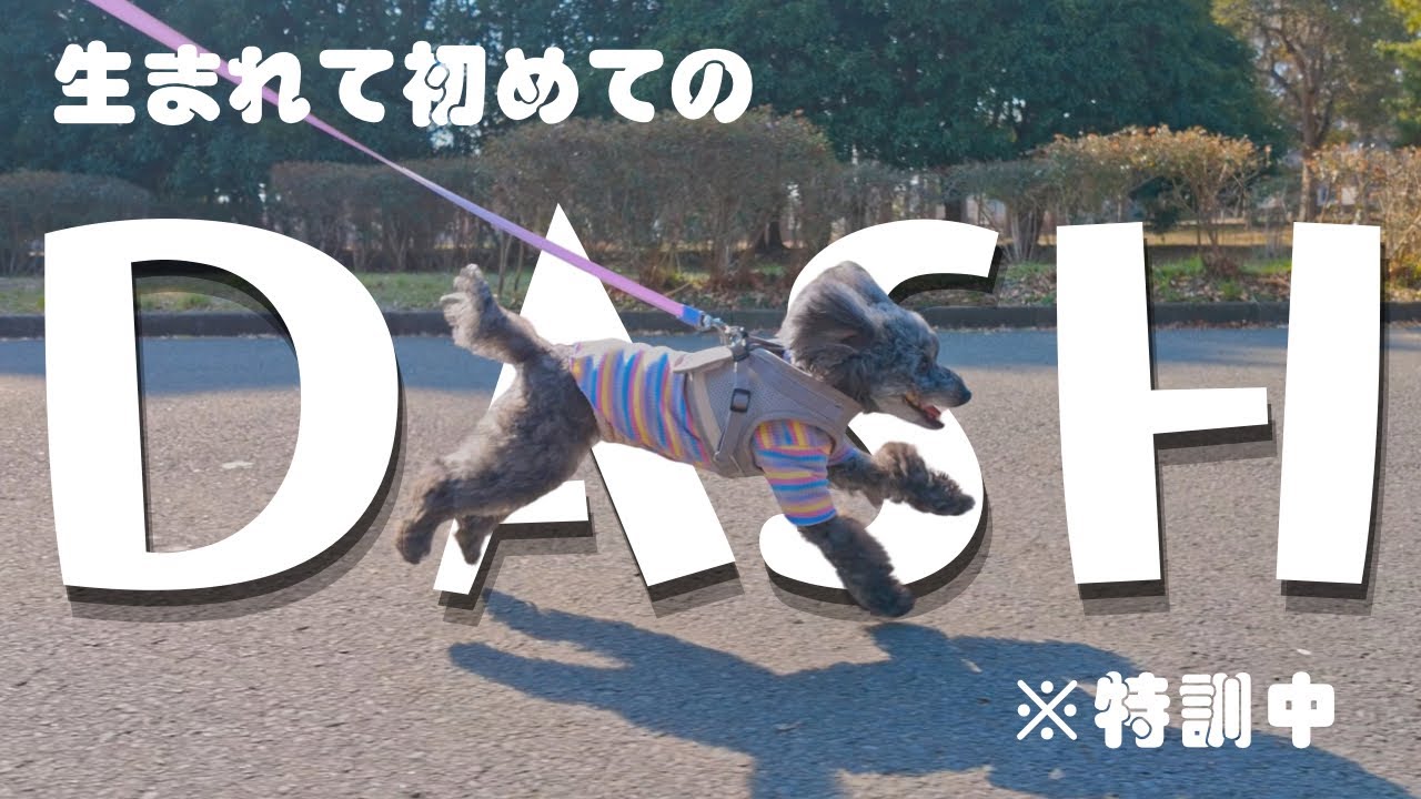 生まれて初めて！？　保護犬るぴの初ダッシュ！