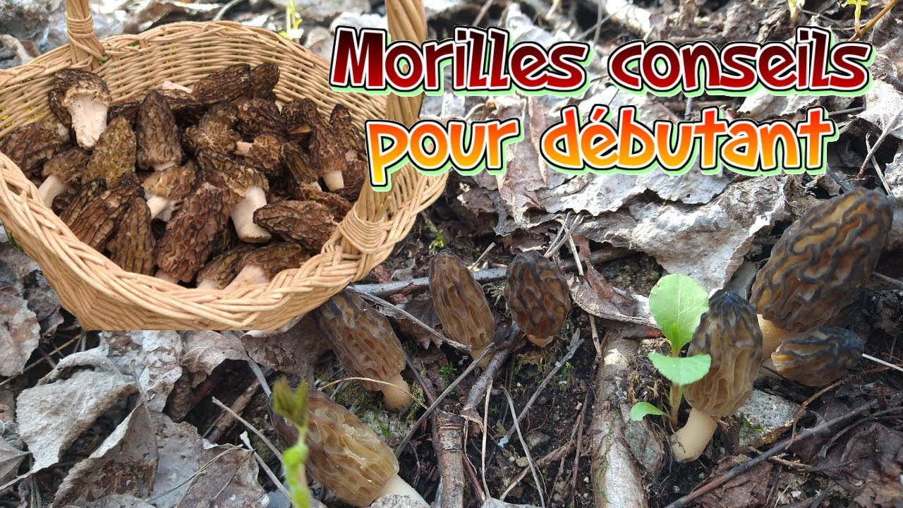 Morilles récolte 2021 - Conseils pour débutants!!!!