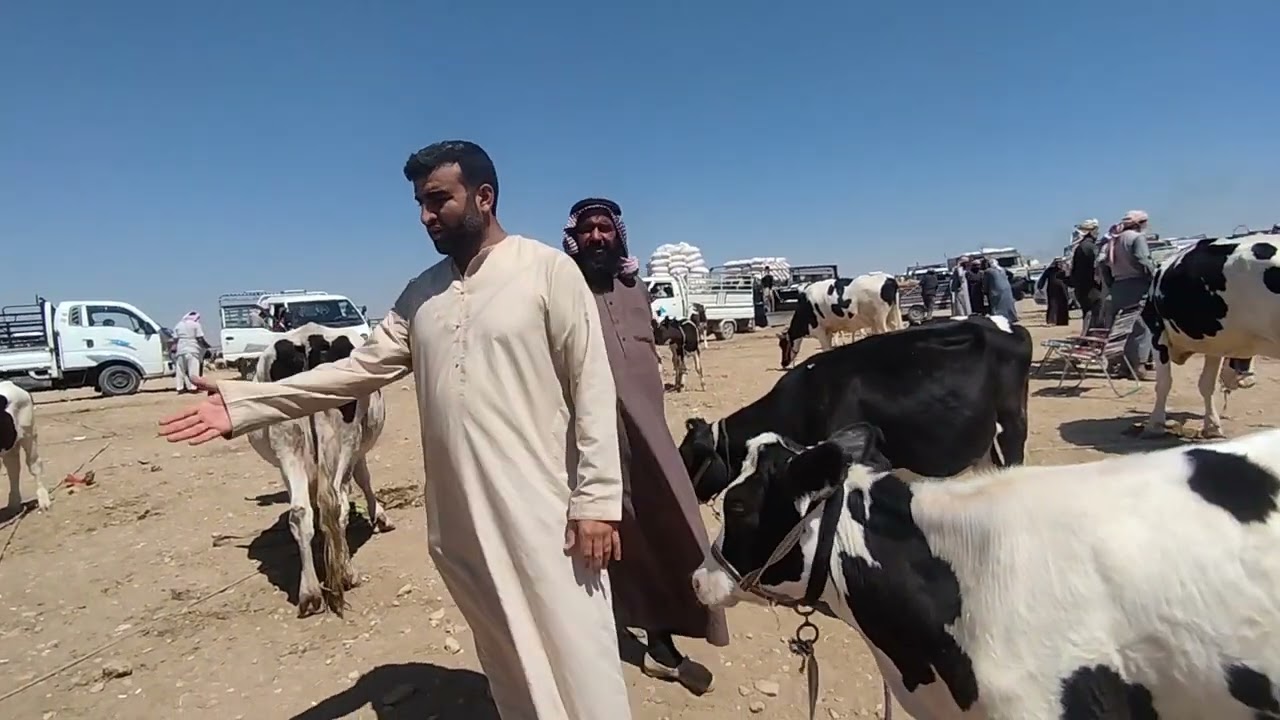 الرقة سوق الابقار بيزار العدنانية اليوم_31_7_2023