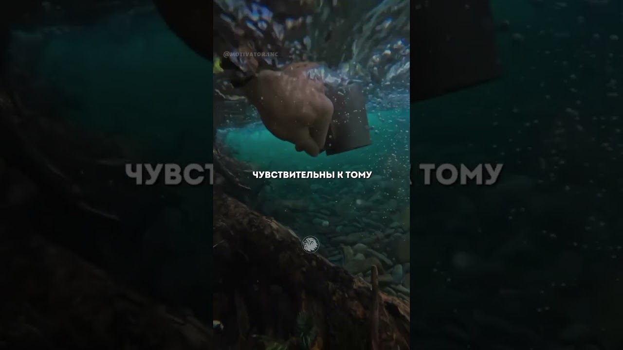 Японский исследователь Масару Эмото, выдвинул уникальную идею про воду.