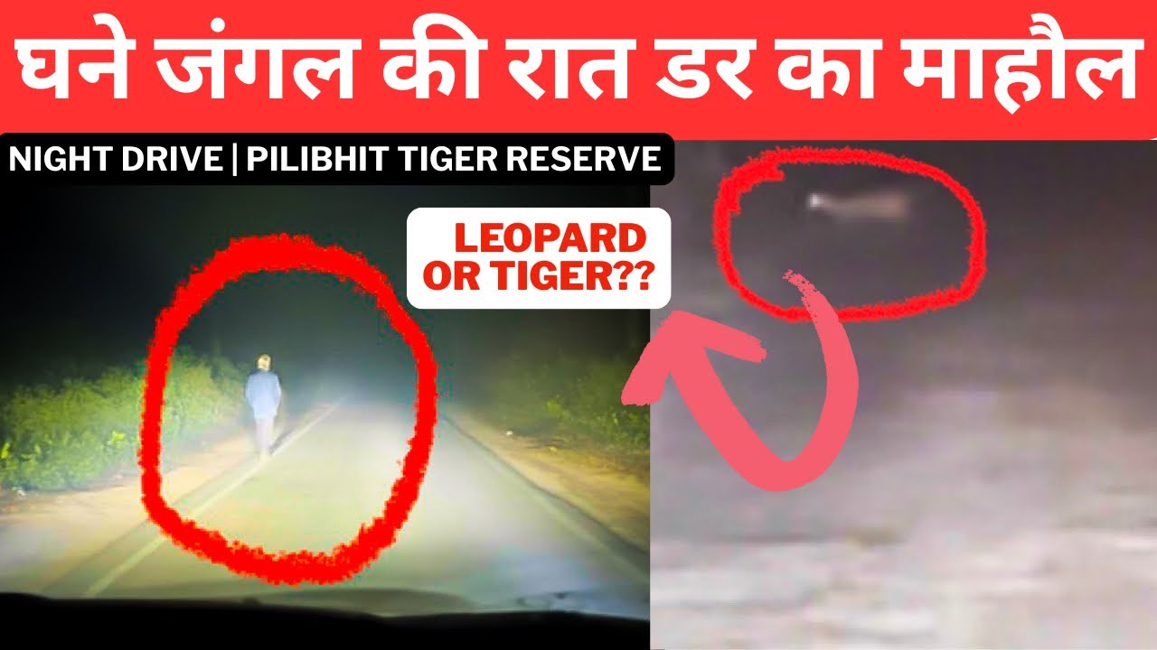 घने जंगल की रात डर का माहौल‼️Night Drive | Pilibhit Tiger Reserve 