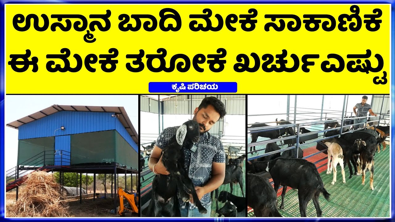 8861692598 || 23 ವರ್ಷದ ಯುವಕ ಈ ಫಾರ್ಮ್ ನ ಮಾಲಿಕ  || Osmanabadi Goat Farming || pregnancygoats