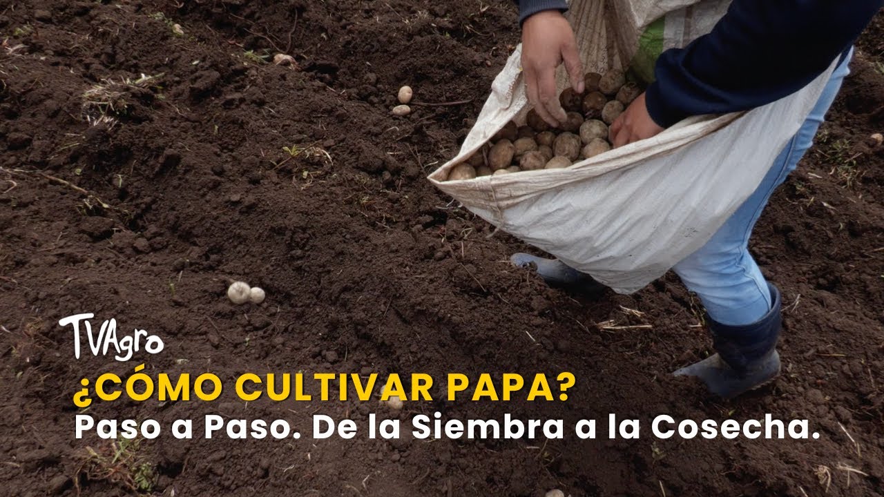 ¿Cómo Cultivar Papa Paso a Paso? De la Siembra a la Cosecha - TvAgro por Juan Gonzalo Angel