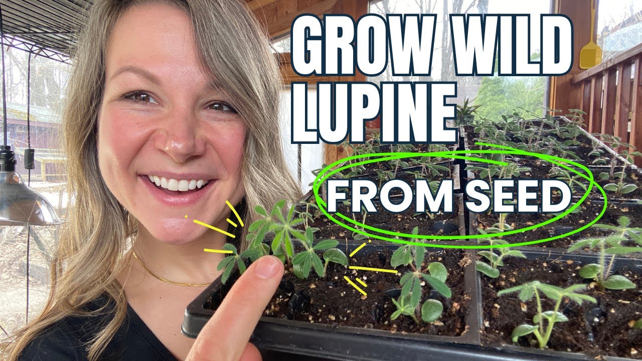 Wild Lupine Seed Starting Guide | Stratification, Scarification & Planting Tips