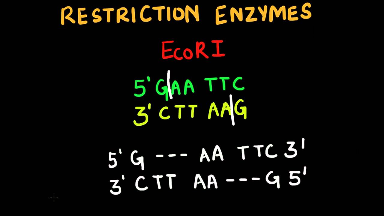 Restriction Enzymes