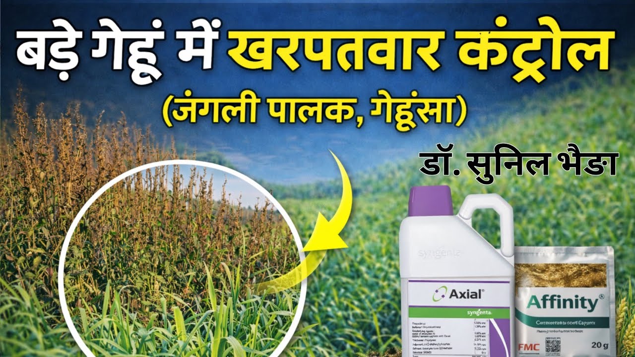 बड़े गेहूं में खरपतवार कंट्रोल | जंगली पालक, गेहूंसा ! Weed Seed Bank कैसे घटाएं