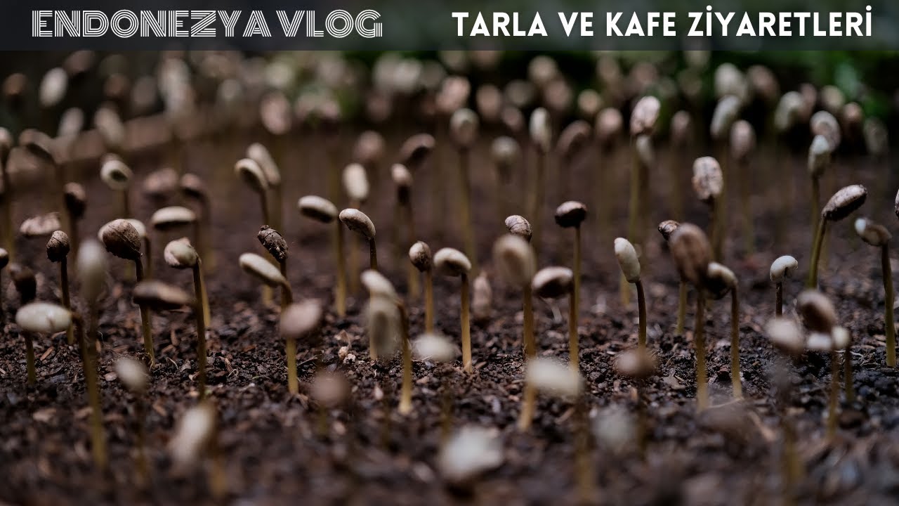 Kahve Tarlası ve Kahve Dükkanları Ziyaretleri - Endonezya Kahve Kültürü - Vlog